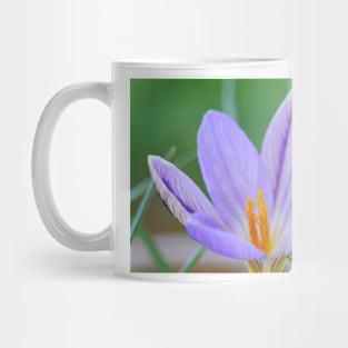 Crocus imperati subsp. suaveolens Mug